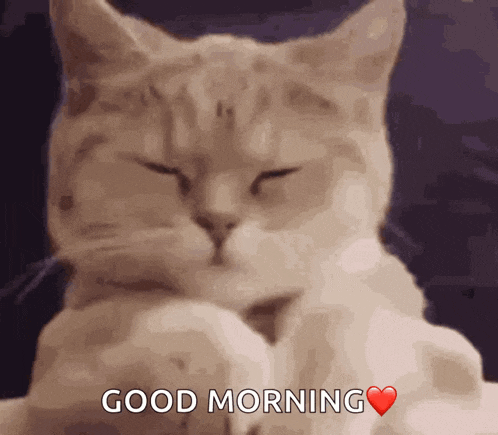 a cat is sleeping with its eyes closed and says good morning
