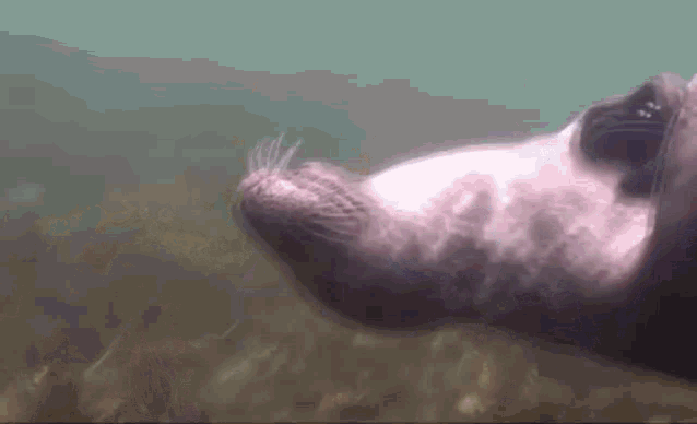 Seal Petting GIF