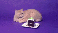 Birthday Cat Cat GIF - Birthday Cat Cat Happy Birthday GIFs