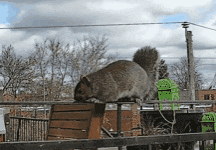 a squirrel standing on top of a wooden fence with trees in the background