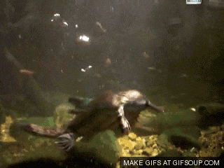 a gif of a platypus swimming in the water with the words make gifs at gifsoup.com