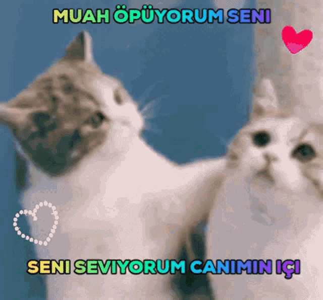 two cats looking at each other with the words muah opuyorum seni written above them