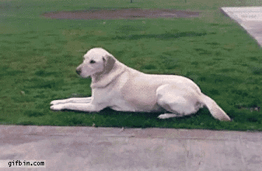 a dog is laying on the grass next to a sidewalk in a park .