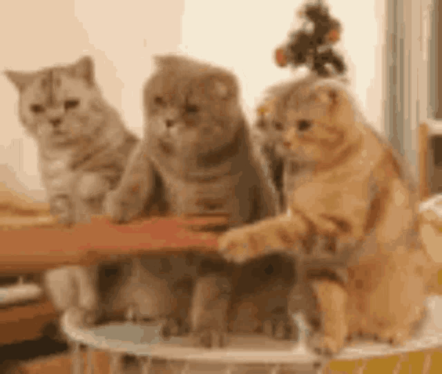 three cats are sitting on top of a table .