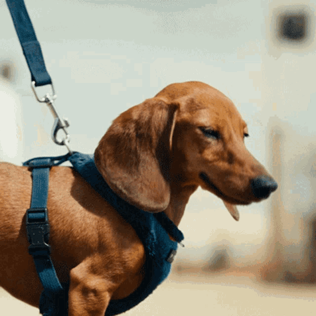a dachshund wearing a blue harness and leash looks to the side