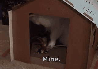 a cat is playing with a toy in a cardboard dog house and the words mine are visible