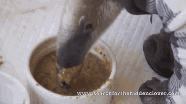 a polar bear is eating from a bowl with the website www.searchforthehiddenclover.com written below it