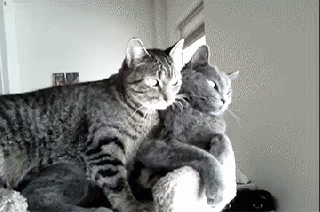 Cuddle GIF - Cuddle Cats Sweet GIFs