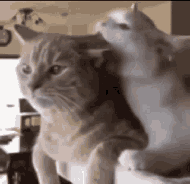 a cat and a kitten are playing with each other in a living room .