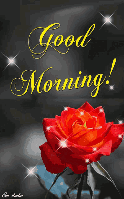 a red rose with the words good morning written above it