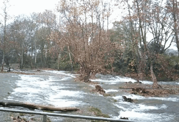 a river flowing through a forest with trees on the side