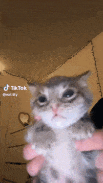 a cat is being held in someone 's hands with a tiktok watermark on the bottom right