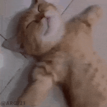 a cat is laying down with its eyes closed and the watermark aec021 on the bottom