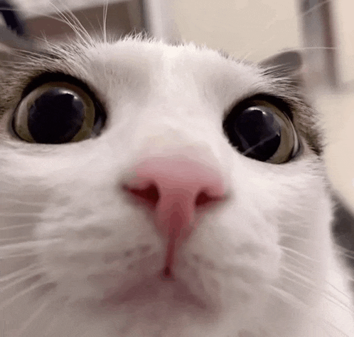a close up of a cat 's face looking at the camera .