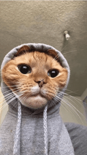 a cat wearing a grey hoodie with a string around its neck