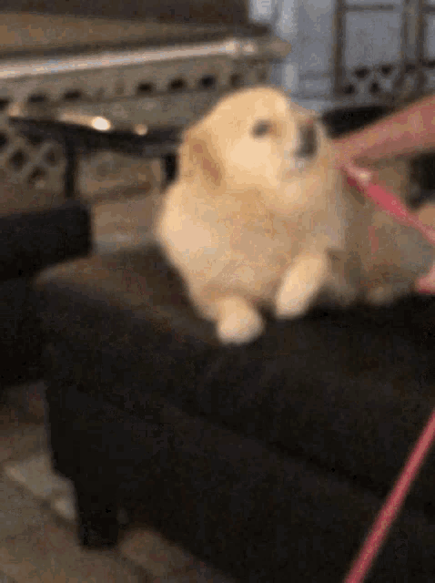 a small dog is sitting on a couch with a person holding a leash