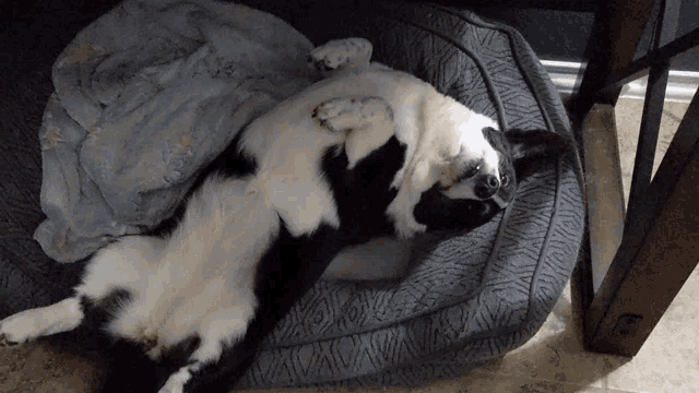 a black and white dog laying in a dog bed