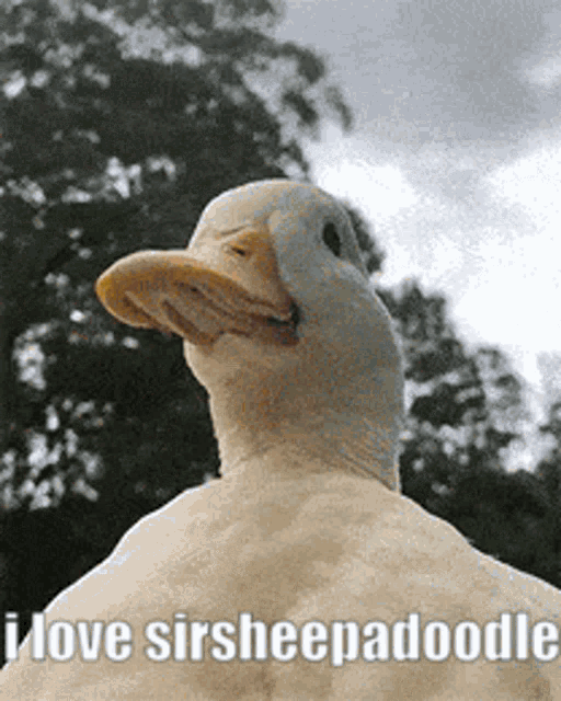 Sirsheepadoodle Love GIF - Sirsheepadoodle Love Duck GIFs