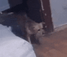 a dog is standing on a bed in a room .
