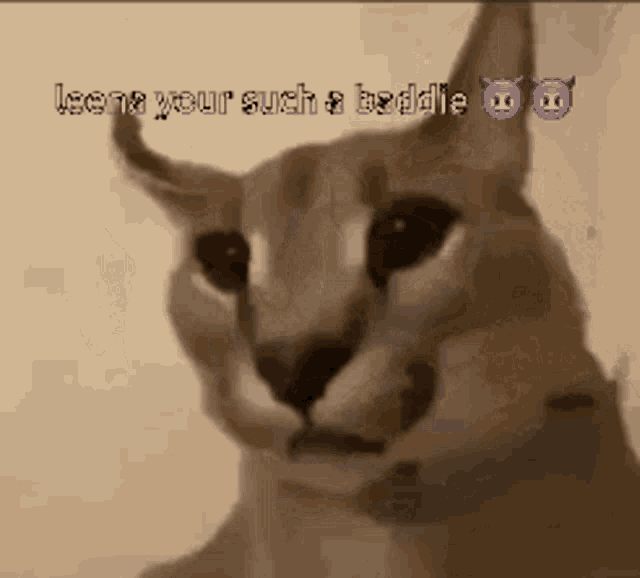 a close up of a cat with the words " leena your such a baddie " written on it