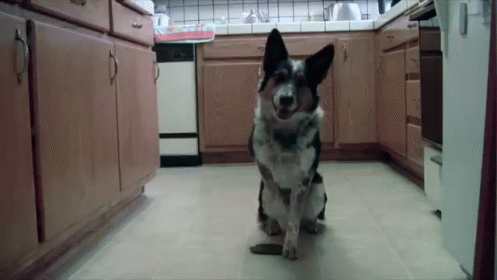 Trained Dog 2 GIF - Dogs Retreat Back Up GIFs