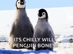 two baby penguins are sitting next to each other in the snow with the words it 's chilly willy penguin bones !