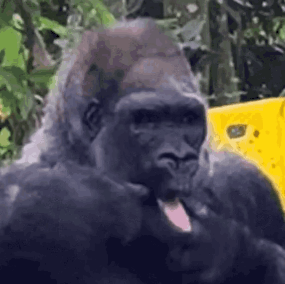 Gorilla Tongue Sticking Out GIF