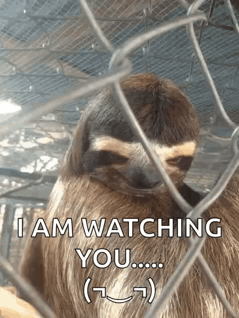 a sloth in a cage with the words " i am watching you " below it