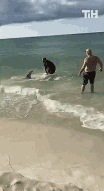 Saving A Shark This Is Happening GIF - Saving A Shark This Is Happening Pull Back Into The Water GIFs