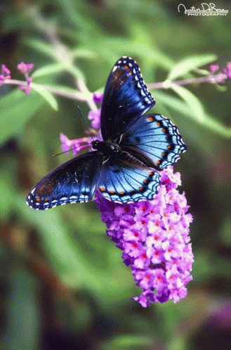 Butterfly Lovers GIF - Butterfly Lovers GIFs