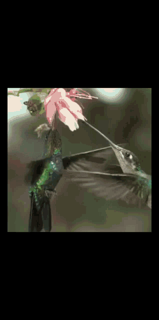 a hummingbird is eating a pink flower with its beak