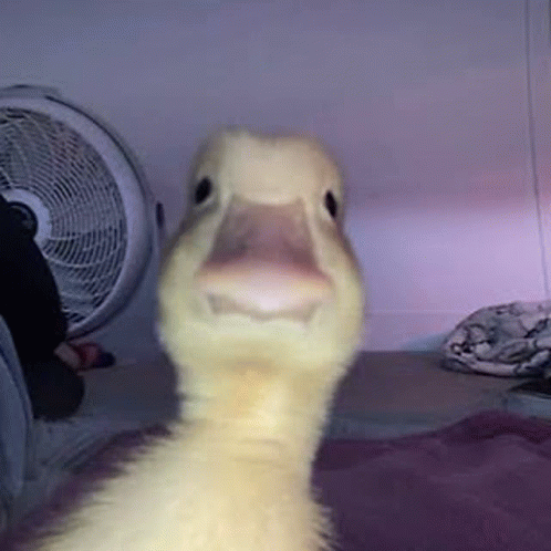 Duck GIF - Duck - Discover & Share GIFs