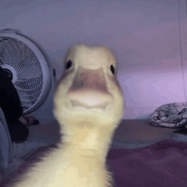 a duck is sitting on a bed looking at the camera .