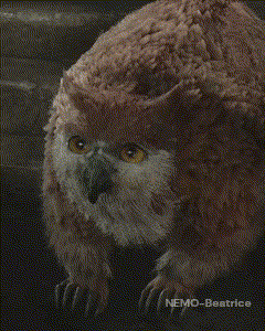 a picture of an owl with the name nemo-beatrice on the bottom right