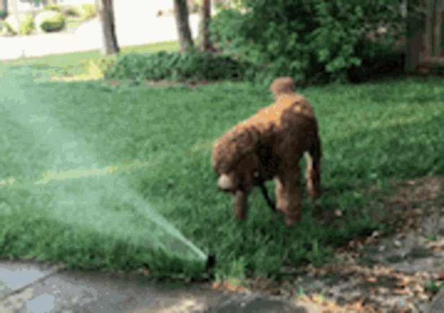 Dogs Poodle GIF - Dogs Poodle Sprinklers GIFs
