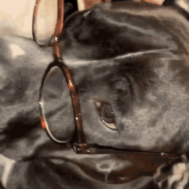 a close up of a cat wearing glasses on its head