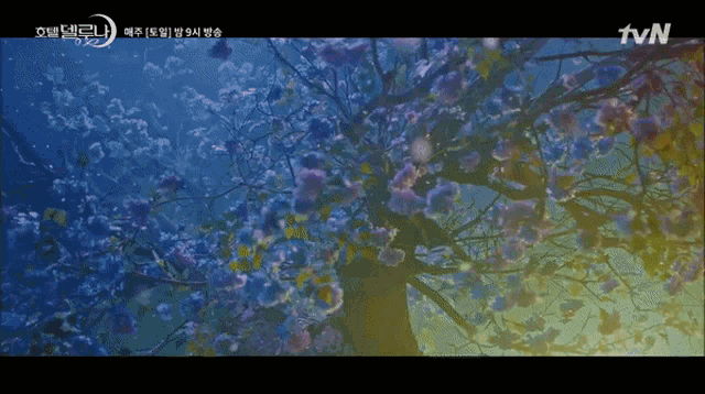 a tvn advertisement shows a tree covered in purple flowers
