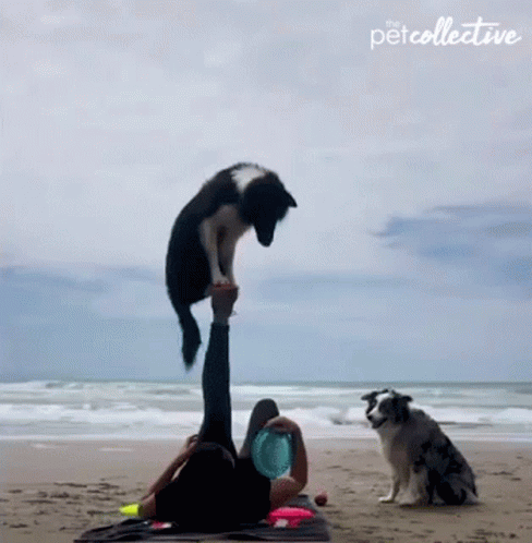 Dog The Pet Collective GIF - Dog The Pet Collective Playing GIFs