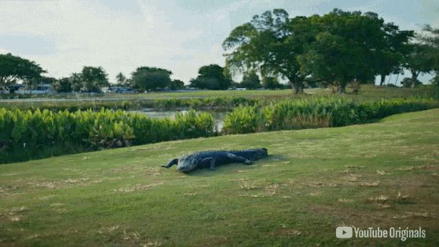 a large alligator is laying on a grassy field with a youtube originals logo in the corner