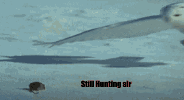 a snowy owl is flying over a snowy field with the words still hunting sir written below it