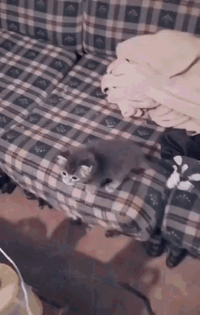 a kitten is laying on a couch with a plaid blanket on it .