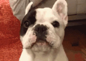 a close up of a black and white french bulldog looking at the camera