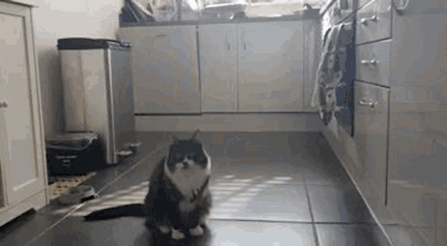 Mabelteeny Cat GIF
