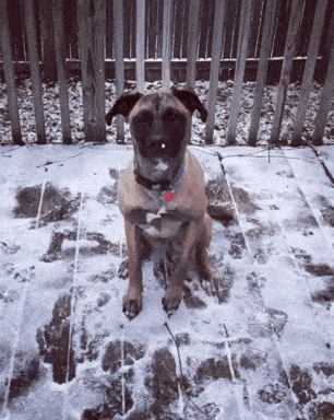 a dog sitting in the snow with a red tag on it
