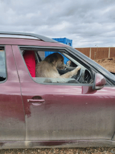 Kratu Drive Fast GIF - Kratu Drive Fast Dogs GIFs
