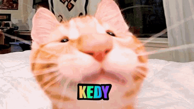 a close up of a cat 's face with the word kedy on its mouth