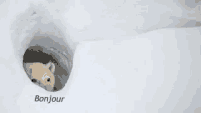 a polar bear is sticking its head out of a snow hole .