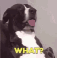 a black and white dog with its tongue hanging out and the words what written above it .