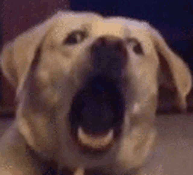 a close up of a dog 's face with its mouth wide open