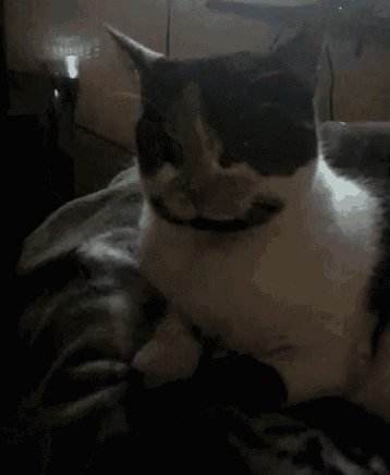 a black and white cat with a fake mustache